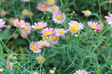 Beautiful pink daisy flowers in the garden