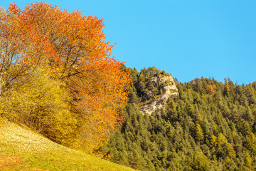 Fototapeta premium beautiful autumn season in mountain forest