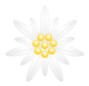 Edelweiss Flower Symbol Alpinism Vector eps 10