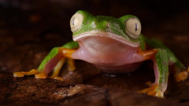 Leaf Frog (Agalychnis hulli) blinking its eyes In the rainforest at night, Ecuador.
