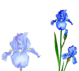 Flowers Irises watercolor spring Botanical design illustration greeting card invitation decoration	