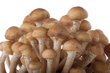 heap of stump mushrooms isolated on white background