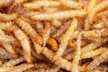 Close-up edible fried worms molitors insects meal suitable as food snack.selective focus.