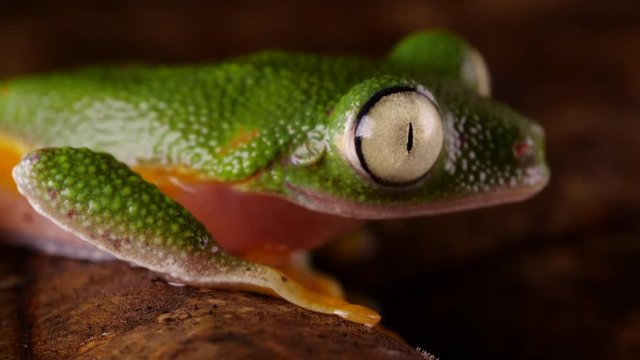 Leaf Frog (Agalychnis hulli) blinking its eyes In the rainforest at night, Ecuador.