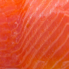 fresh salmon slice background