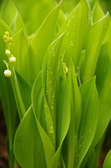 lilies of the valley with rain droplets