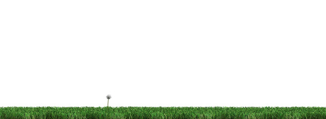 Strip of Well cut Green Grass with only One White Dandelion