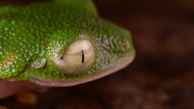 Leaf Frog (Agalychnis hulli) blinking its eyes In the rainforest at night, Ecuador.