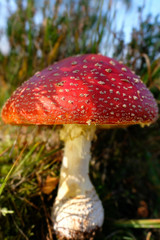 Großer Fliegenpilz zwischen Gräser - Amanita muscaria in einer Makroaufnahme - Seitenansicht