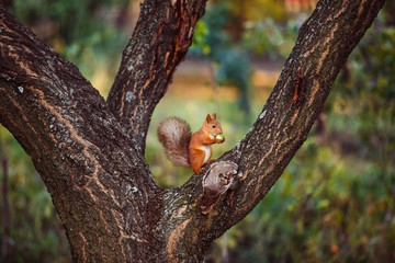 Red squirrel on the tree
