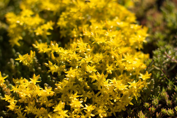 Little yellow flowers in garden