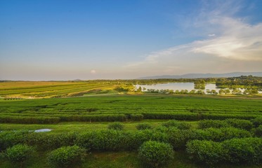 Tea plantation landscape sunset in Boonrod farm, Thailand.