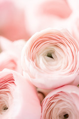 Persian buttercup in glass vases. Bunch pale pink ranunculus flowers light background. Wallpaper....