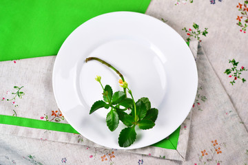 green plant in a plate