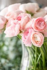Persian buttercup in glass vases. Bunch pale pink ranunculus flowers light background. Wallpaper. Winter season flowers
