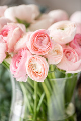 Persian buttercup in glass vases. Bunch pale pink ranunculus flowers light background. Wallpaper. Winter season flowers