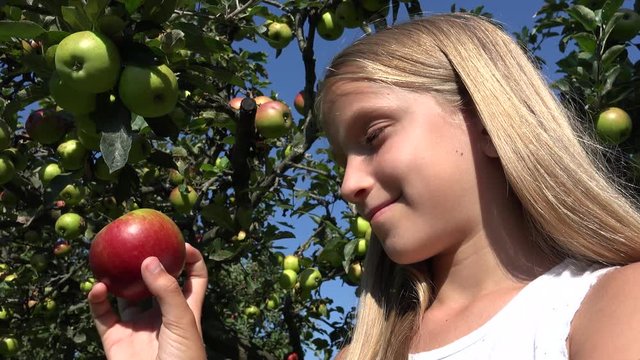 Child Eating Apple, Kid in Orchard, Farmer Girl Studying Fruits in Tree