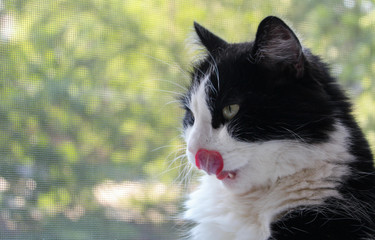 Obraz premium Close-up cat face, black and white cat, beautiful pet