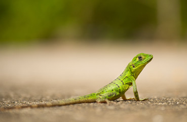 Green Lizard (Reptil), Costa Rica 