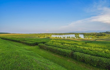 Tea plantation landscape sunset in Boonrod farm, Thailand.