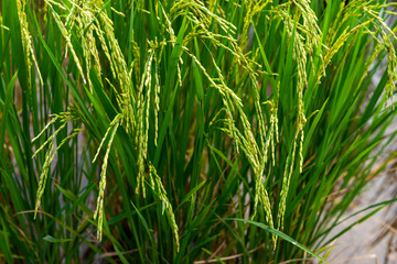 Rice field in local area of Thailand sunny day