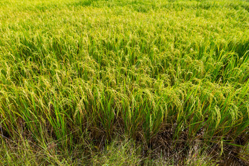 Rice field in local area of Thailand sunny day