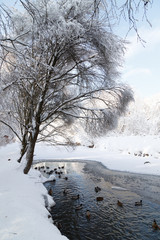 A pond with ducks in a cold clear winter day. Vertical landscape. Moscow parks.