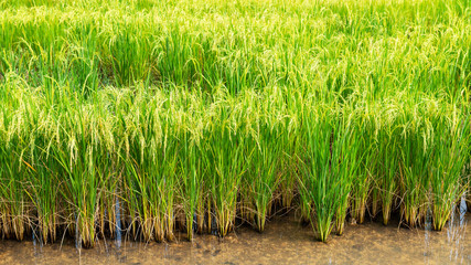 Obraz premium Rice field in local area of Thailand sunny day