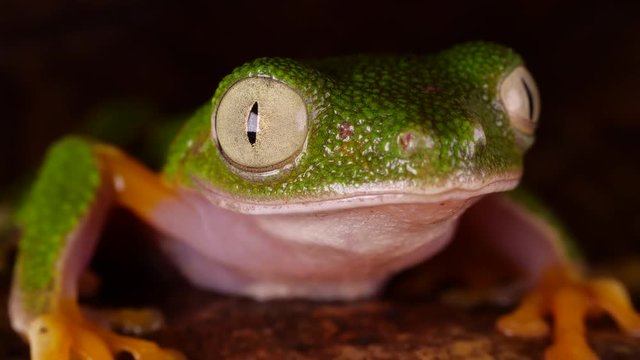 Leaf Frog (Agalychnis hulli) blinking its eyes In the rainforest at night, Ecuador.