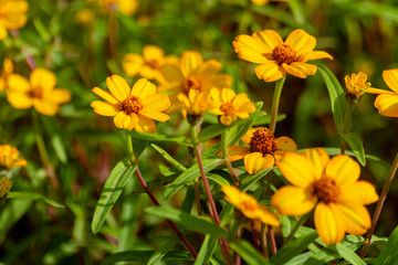 Flowers in the garden
