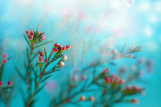 Fototapeta Flowers in soft turquoise light. Macro. Floral design in the form of flower branches on a turquoise background. Flowers in spring and summer.