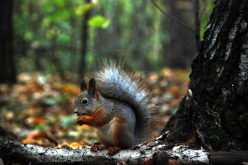 red squirrel on a tree