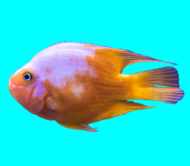 Orange tropical marine fish from the Indian Ocean. Isolated photo on blue background. Website about nature ,aquarium fish, life in the ocean .