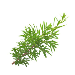 branch of juniper isolated on white background