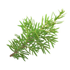 branch of juniper isolated on white background
