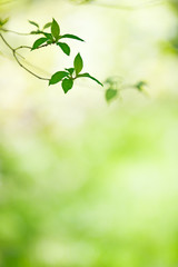 Spring leaves and flower buds against blurred background. Selective focus and very shallow depth of field.
