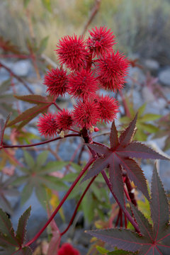 Wunderbaum oder Rizinus (Ricinus communis) Samen