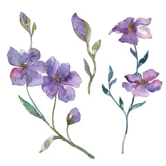 Blue and purple flax floral botanical flower. Watercolor background set. Isolated flax illustration element.