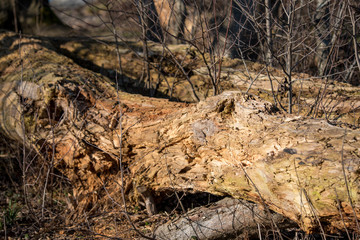 Fallen tree in the woods. Morning sun