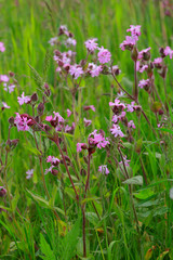 Fototapeta premium Rote Lichtnelke (Silene dioica), Pflanze mit Blüten
