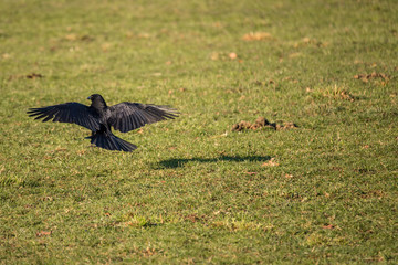 Raven flying over fields