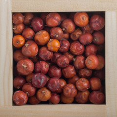 Obraz premium red jiniper berries in wooden box isolated on white background