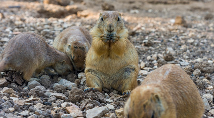 Gopher sitting up and eating gopher folded paws