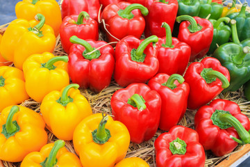 Fresh colorful Bell peppers in organic farm