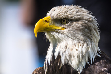 Bald Eagle at air show, Bavaria, Germany