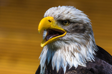 Bald Eagle at air show, Bavaria, Germany