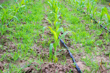corn field with water irrigation system in organic garden