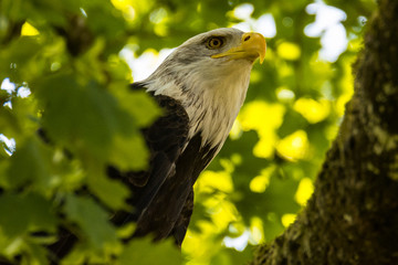 Bald Eagle at air show, Bavaria, Germany