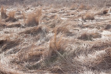 dry grey last year's grass in a field, pattern