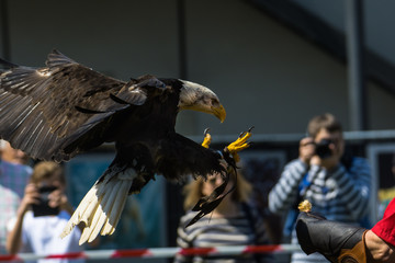 Bald Eagle at air show, Bavaria, Germany